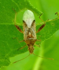 Harmostes angustatus