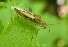 Harmostes angustatus