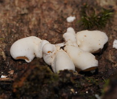 Gloeoporus phlebophorus