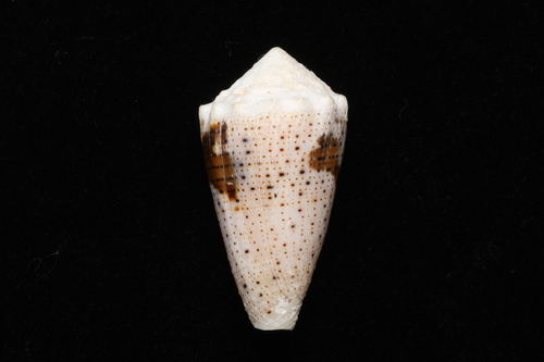 Conus varius observed 2026-01-11