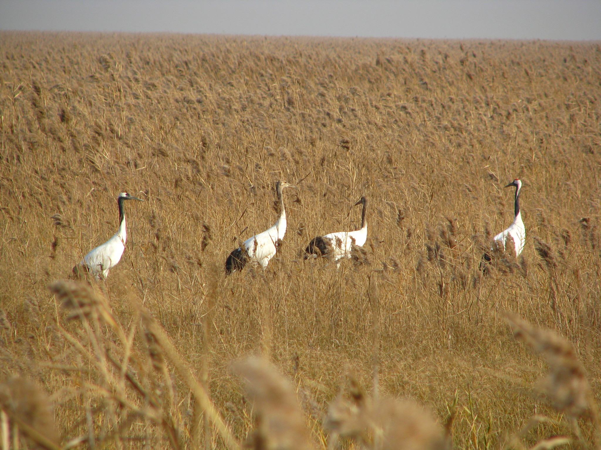 Red-crowned Crane