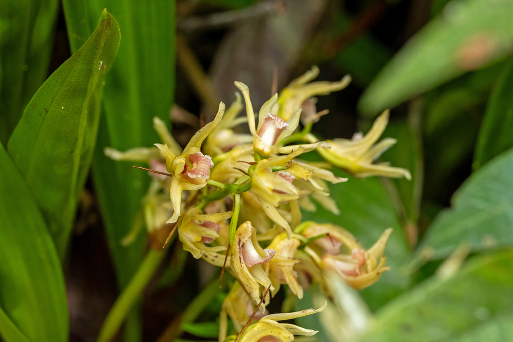 Xylobium bractescens; photograph (c) Thibaud Aronson, some rights reserved (CC BY-SA)