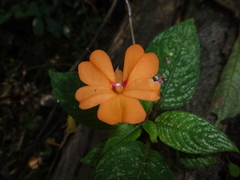 Impatiens platypetala