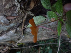 Impatiens platypetala