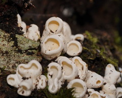 Gloeoporus phlebophorus