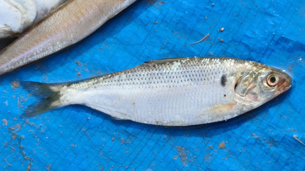 Gestippelde elft (Konosirus punctatus) — Clupeidae