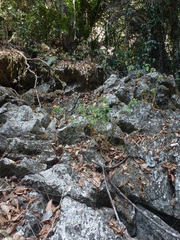 Impatiens platypetala