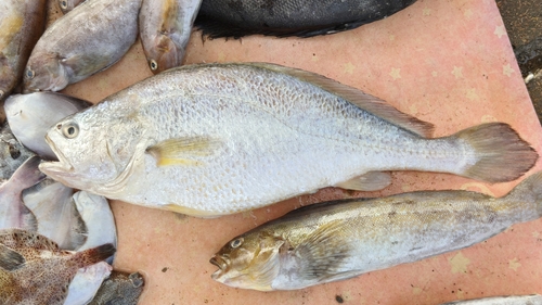 Croceine croaker (Larimichthys crocea) — Sciaenidae — 5