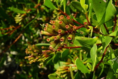 Lumnitzera littorea
