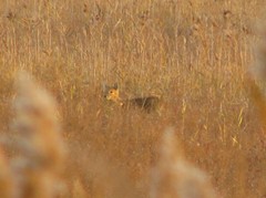 Hydropotes inermis inermis