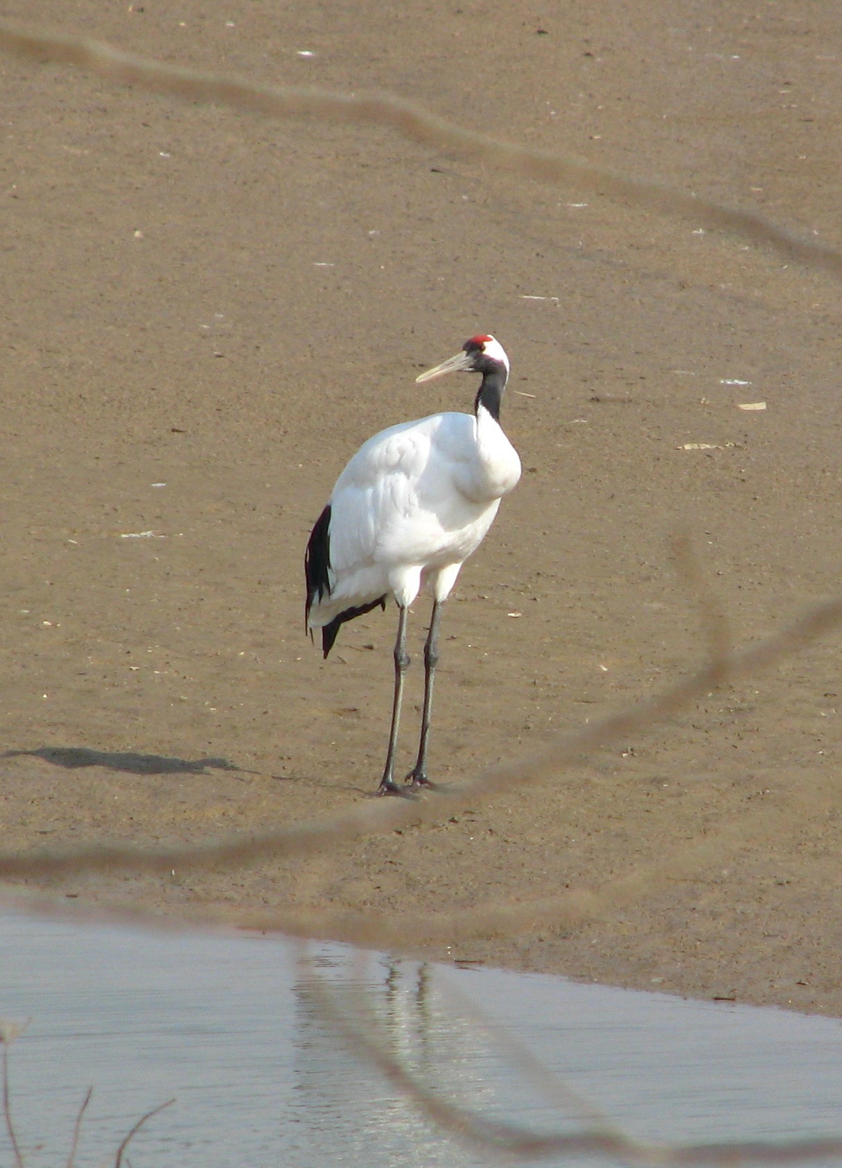 Red-crowned Crane