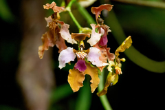Cyrtochilum volubile
