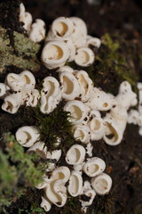 Gloeoporus phlebophorus