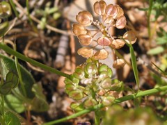 Lepidium hirtum