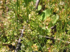 Lepidium hirtum