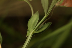(c) Chaym Turak, some rights reserved (CC BY-SA) Lathyrus marmoratus, photograph (c) Chaym Turak, some rights reserved (CC BY-SA)