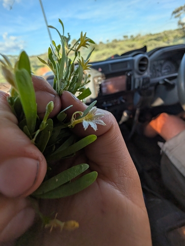 Spiny Fan-flower (Scaevola spinescens)