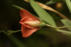 Lathyrus marmoratus