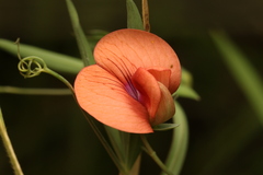 (c) Chaym Turak, some rights reserved (CC BY-SA) Lathyrus marmoratus, photograph (c) Chaym Turak, some rights reserved (CC BY-SA)