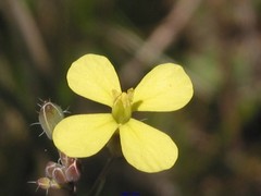 Diplotaxis catholica