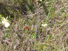 Diplotaxis catholica