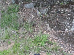 Diplotaxis catholica