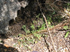 Sanguisorba verrucosa