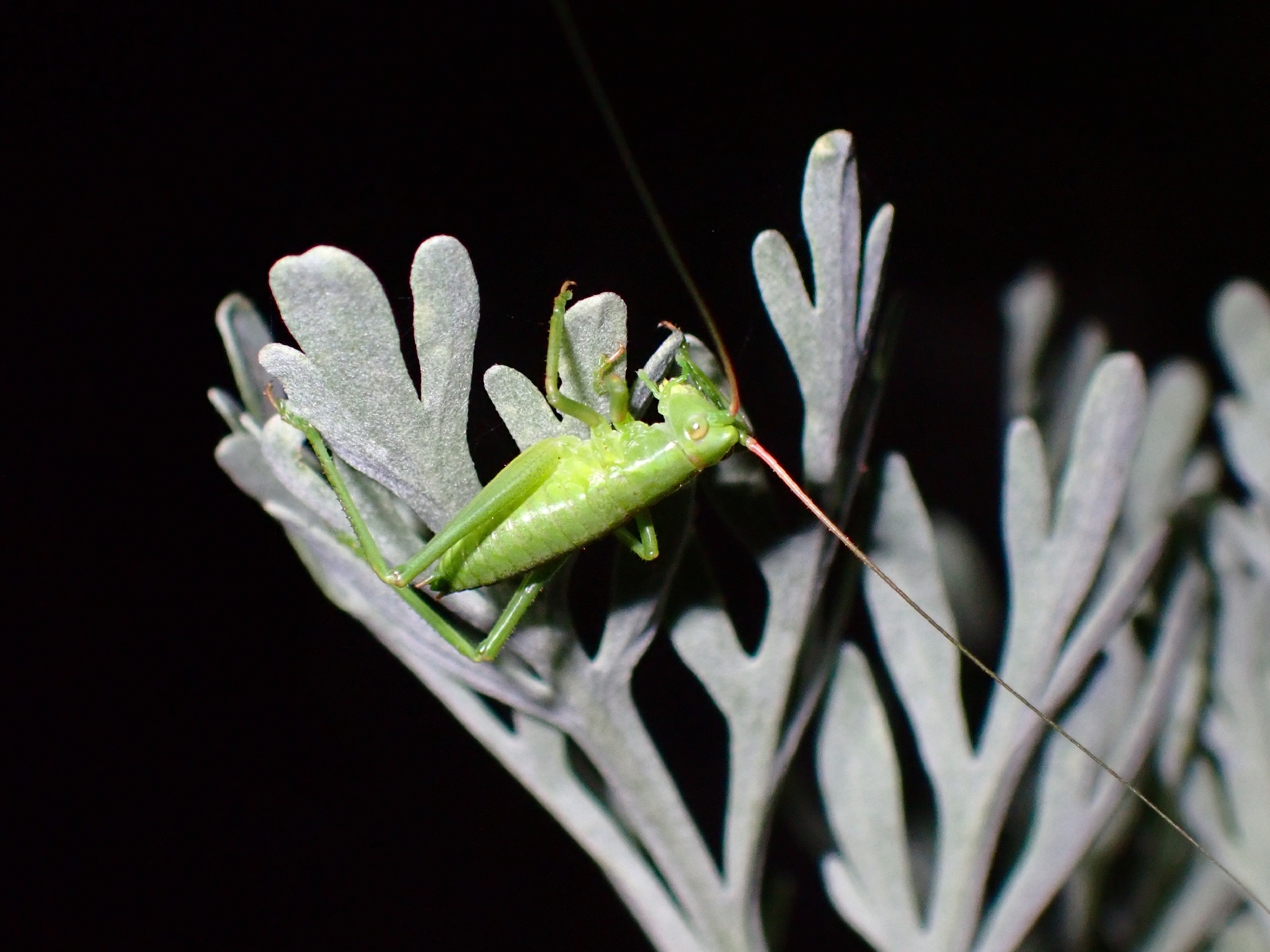 Calliphona koenigi