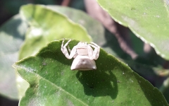 Thomisus