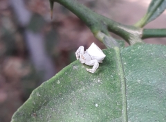 Thomisus
