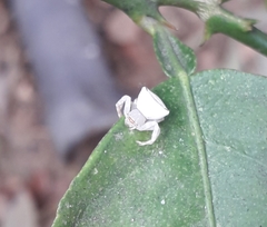 Thomisus
