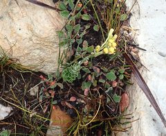 Senecio pauciflosculosus