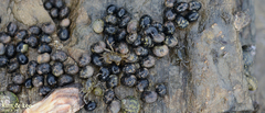 Nerita japonica