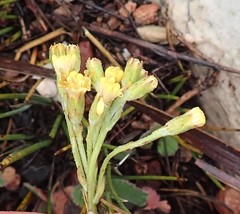 Senecio pauciflosculosus