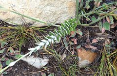 Senecio pauciflosculosus