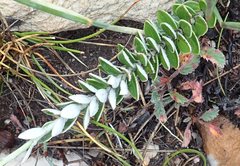 Senecio pauciflosculosus