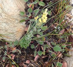 Senecio pauciflosculosus