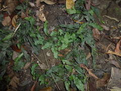 Leptochilus pteropus
