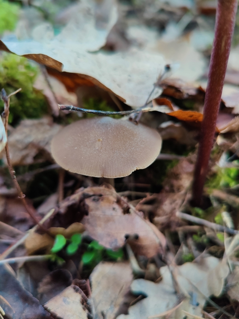 Entoloma hirtipes · March 2026 · photo: © carnifex (iNaturalist, cc0)