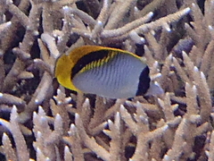 Chaetodon lineolatus