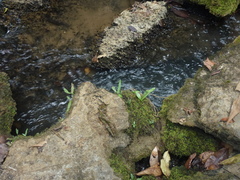 Leptochilus pteropus