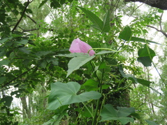 Hibiscus striatus