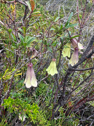 mountain apple-berry (Billardiera macrantha)