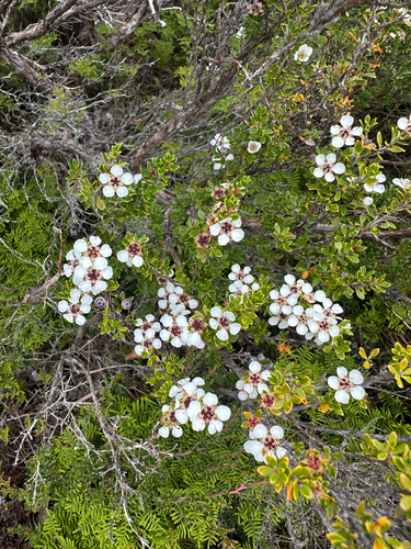 Leptospermum rupestre, photograph 2