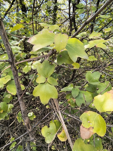 Cretan Maple (Acer sempervirens)