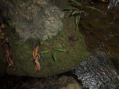 Leptochilus pteropus