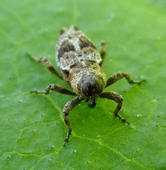 Cylindrocopturus mediinotus