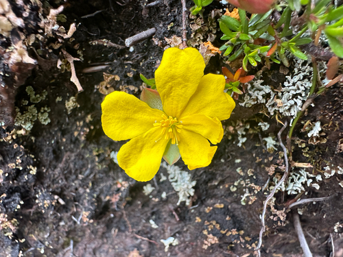 Spreading Guinea Flower (Hibbertia procumbens)