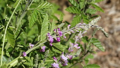 Cullen australasicum