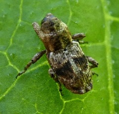 Cylindrocopturus mediinotus